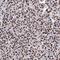 Protocadherin Alpha 3 antibody, HPA035667, Atlas Antibodies, Immunohistochemistry paraffin image 