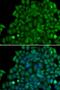 Snail Family Transcriptional Repressor 2 antibody, LS-C331227, Lifespan Biosciences, Immunofluorescence image 