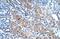 Fructose-Bisphosphatase 1 antibody, NBP1-55293, Novus Biologicals, Immunohistochemistry paraffin image 