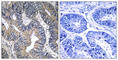 GTP Binding Protein 2 antibody, abx014511, Abbexa, Western Blot image 