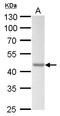 Actin Alpha 2, Smooth Muscle antibody, GTX629702, GeneTex, Western Blot image 