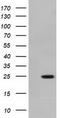 MOB Kinase Activator 3B antibody, TA501557S, Origene, Western Blot image 