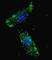 Heat Shock Protein Family A (Hsp70) Member 4 Like antibody, abx033874, Abbexa, Western Blot image 