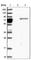 GTPase, IMAP Family Member 8 antibody, HPA017765, Atlas Antibodies, Western Blot image 