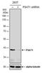 PSA antibody, MA5-27833, Invitrogen Antibodies, Western Blot image 
