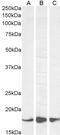 AIF1 antibody, 45-219, ProSci, Enzyme Linked Immunosorbent Assay image 