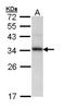 Peptidylprolyl Isomerase E antibody, NBP1-33471, Novus Biologicals, Western Blot image 