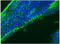 GFAP antibody, AP32987SU-N, Origene, Immunofluorescence image 