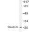 Claudin 6 antibody, LS-B9332, Lifespan Biosciences, Western Blot image 