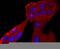 Elastase, Neutrophil Expressed antibody, A01607-1, Boster Biological Technology, Immunocytochemistry image 