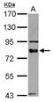 BCL2 Associated Athanogene 3 antibody, NBP2-15543, Novus Biologicals, Western Blot image 