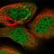 Spermatogenesis Associated 7 antibody, HPA038083, Atlas Antibodies, Immunocytochemistry image 