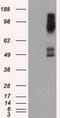 B-Raf Proto-Oncogene, Serine/Threonine Kinase antibody, LS-C114924, Lifespan Biosciences, Western Blot image 