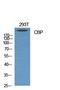 CREB Binding Protein antibody, A00205-2, Boster Biological Technology, Western Blot image 