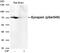 Synapsin I antibody, GTX50750, GeneTex, Western Blot image 