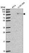 Exonuclease 1 antibody, HPA053079, Atlas Antibodies, Western Blot image 