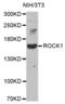 Rho Associated Coiled-Coil Containing Protein Kinase 1 antibody, abx000572, Abbexa, Western Blot image 