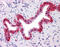 Annexin A4 antibody, 51-421, ProSci, Immunohistochemistry paraffin image 