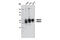SMAD Family Member 3 antibody, 8685S, Cell Signaling Technology, Western Blot image 