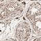 T-Complex 10 Like antibody, FNab08565, FineTest, Immunohistochemistry frozen image 