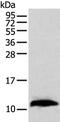 Tubulin Folding Cofactor A antibody, PA5-51186, Invitrogen Antibodies, Western Blot image 