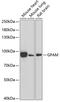 Glycerol-3-Phosphate Acyltransferase, Mitochondrial antibody, 22-348, ProSci, Western Blot image 