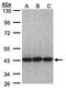 Eukaryotic Translation Initiation Factor 3 Subunit H antibody, GTX106886, GeneTex, Western Blot image 