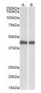 Isocitrate Dehydrogenase (NADP(+)) 1, Cytosolic antibody, orb125099, Biorbyt, Western Blot image 