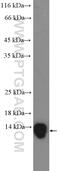 Charcot-Leyden Crystal Galectin antibody, 25225-1-AP, Proteintech Group, Enzyme Linked Immunosorbent Assay image 