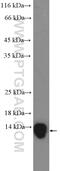 Eosinophil lysophospholipase antibody, 25225-1-AP, Proteintech Group, Enzyme Linked Immunosorbent Assay image 