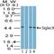 Sialic Acid Binding Ig Like Lectin 9 antibody, NBP2-27070, Novus Biologicals, Western Blot image 
