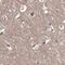 VPS37B Subunit Of ESCRT-I antibody, PA5-58299, Invitrogen Antibodies, Immunohistochemistry frozen image 