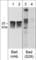 BCL2 Associated Agonist Of Cell Death antibody, BP4951, ECM Biosciences, Western Blot image 