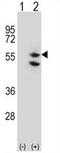Tu Translation Elongation Factor, Mitochondrial antibody, AP54422PU-N, Origene, Western Blot image 