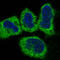 Cytochrome C, Somatic antibody, M03529-1, Boster Biological Technology, Immunofluorescence image 