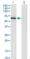 Eukaryotic Translation Initiation Factor 2D antibody, MA5-18796, Invitrogen Antibodies, Western Blot image 