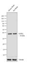 Sphingosine-1-Phosphate Receptor 2 antibody, PA5-19363, Invitrogen Antibodies, Western Blot image 