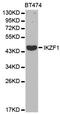IKAROS Family Zinc Finger 1 antibody, A1850, ABclonal Technology, Western Blot image 