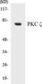 Protein Kinase C Zeta antibody, EKC1466, Boster Biological Technology, Western Blot image 