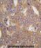 AsnRS antibody, abx033493, Abbexa, Immunohistochemistry paraffin image 