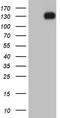 EPH Receptor A1 antibody, LS-C795071, Lifespan Biosciences, Western Blot image 