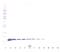 Interleukin-3 beta antibody, XP-5187, ProSci, Western Blot image 