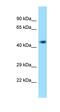 EF-Hand Calcium Binding Domain 14 antibody, orb325311, Biorbyt, Western Blot image 