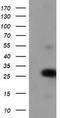 Zinc Finger AN1-Type Containing 2B antibody, LS-C172664, Lifespan Biosciences, Western Blot image 