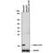 Transmembrane P24 Trafficking Protein 10 antibody, AF7630, R&D Systems, Western Blot image 