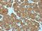 Cytochrome C, Somatic antibody, GTX34621, GeneTex, Immunohistochemistry paraffin image 