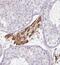 Fibroblast Growth Factor 17 antibody, NBP2-30401, Novus Biologicals, Immunohistochemistry frozen image 