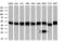 Protein Phosphatase Methylesterase 1 antibody, GTX83847, GeneTex, Western Blot image 