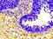 Haptoglobin antibody, CSB-PA14609A0Rb, Cusabio, Immunohistochemistry frozen image 