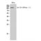 ATPase Na+/K+ Transporting Subunit Alpha 1 antibody, LS-C384761, Lifespan Biosciences, Western Blot image 